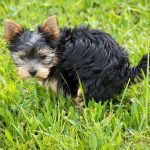 Xixi no tapete nunca mais! Saiba como usar o tapete higiênico para cães