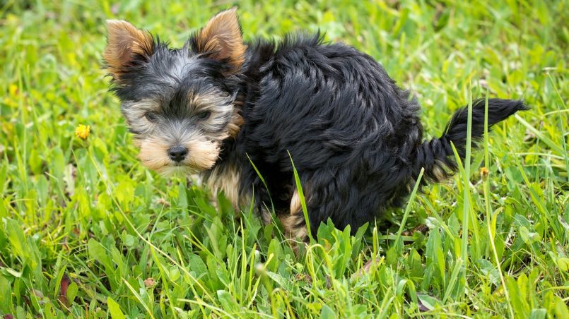 Xixi no tapete nunca mais! Saiba como usar o tapete higiênico para cães