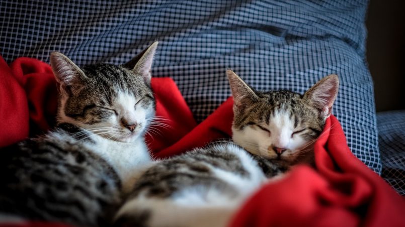 Saiba como fazer uma adaptação entre gatos sem traumas e de forma positiva para os felinos.