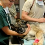 Veterinário gratuito em SP: saiba como funciona