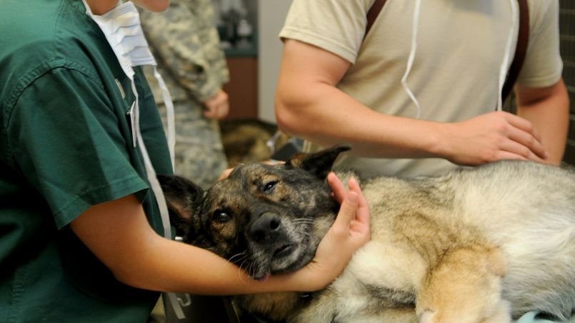 Veterinário gratuito em SP: saiba como funciona