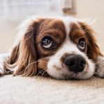 Tipos de cães para apartamento