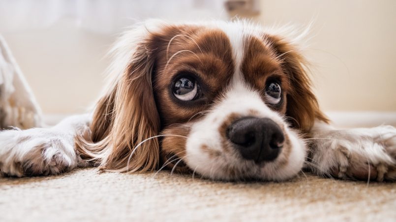 Tipos de cães para apartamento