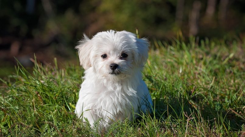 Cães castrados engordam?