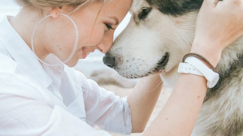 ensinar seu cachorro a usar o tapete higiênico