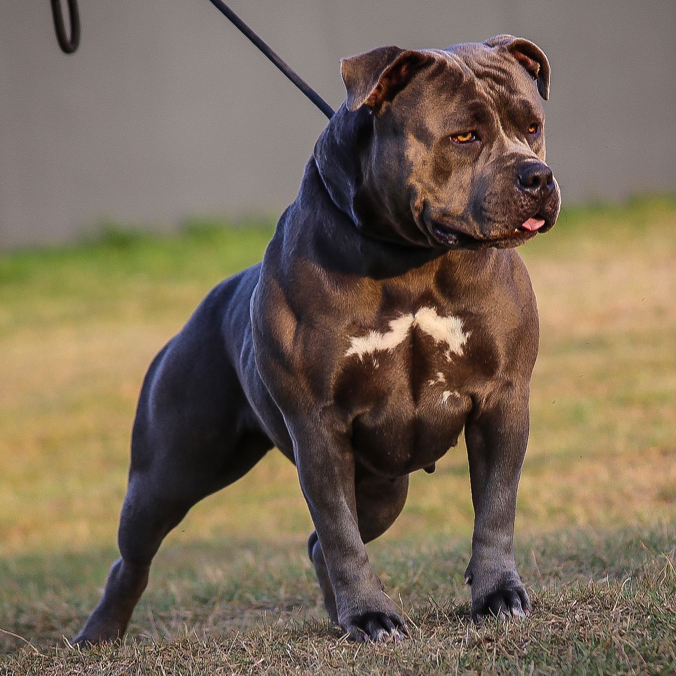 A imagem apresenta um cachorro preto da raça American Bully em um gramado segurado por uma coleira