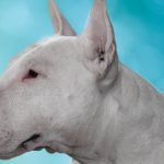 Bull Terrier