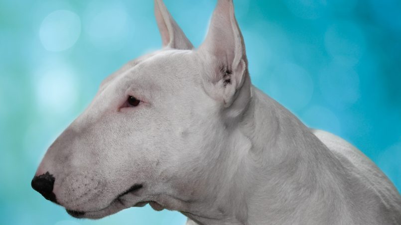 Bull Terrier