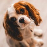 Cavalier King Charles Spaniel: saiba tudo sobre a raça!