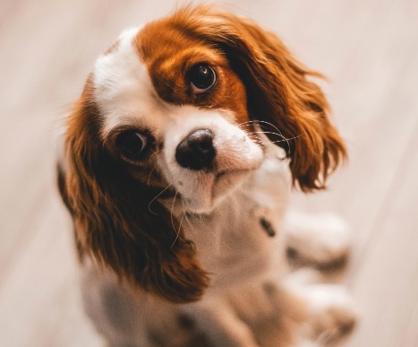 Cavalier King Charles Spaniel: saiba tudo sobre a raça!