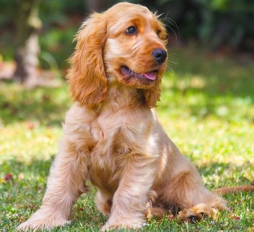 Cocker Spaniel Americano: saiba tudo sobre a raça!