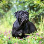 Cane Corso: tudo sobre a raça