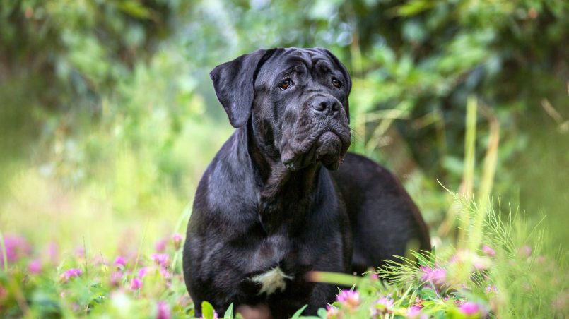 Cane Corso: tudo sobre a raça