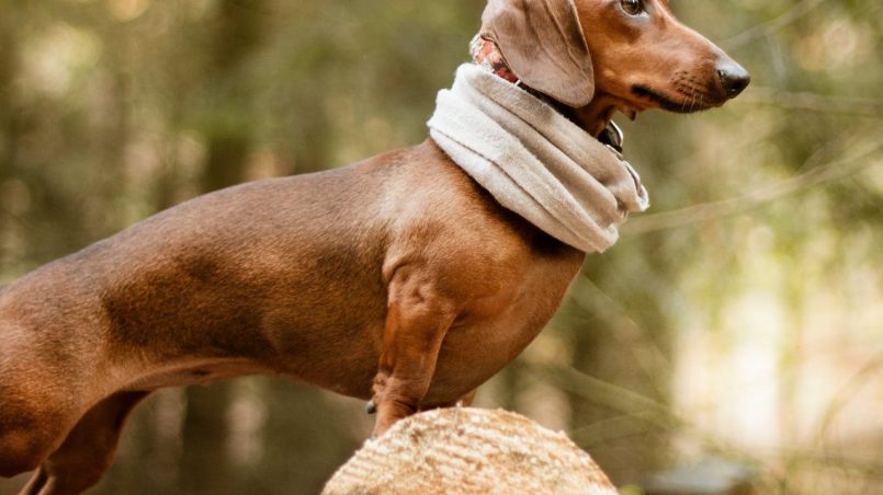 Dachshund: saiba tudo sobre o salsicha!