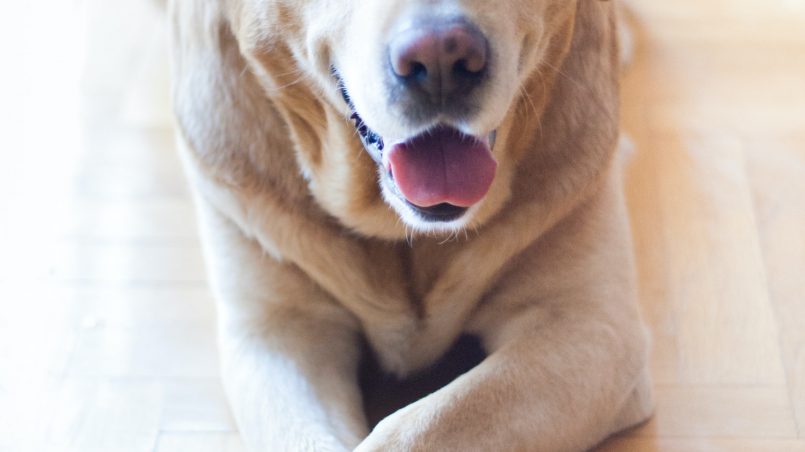 Labrador: saiba tudo sobre a raça