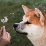 Akita Inu: filhote, tigrado, personalidade, tamanho, saiba tudo!