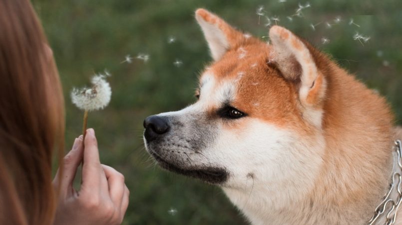 Akita Inu: filhote, tigrado, personalidade, tamanho, saiba tudo!