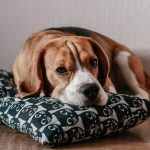 Beagle: filhote, preço, mini, saiba tudo