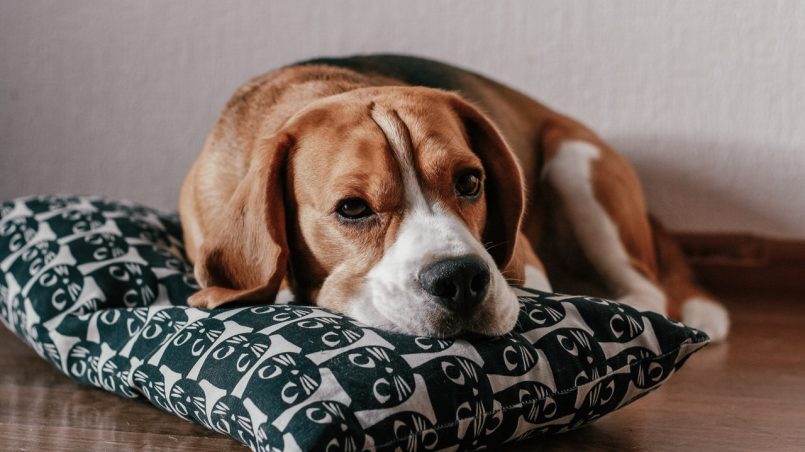 Beagle: filhote, preço, mini, saiba tudo