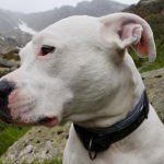 Dogo Argentino: saiba tudo sobre a raça