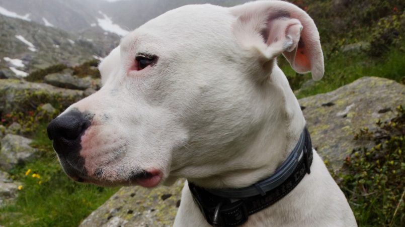 Dogo Argentino: saiba tudo sobre a raça