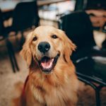 Golden Retriver: saiba tudo sobre a raça