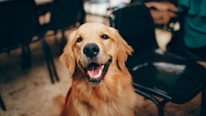 Golden Retriver: saiba tudo sobre a raça