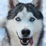 Husky Siberiano