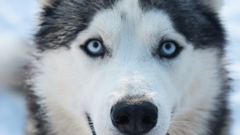 Husky Siberiano