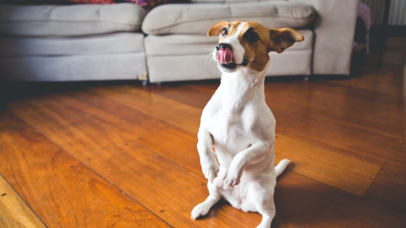 Jack Russell Terrier: filhote, apartamento, personalidade, expectativa de vida, saiba tudo.