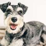 Schnauzer Miniatura: tamanho, preço, saiba tudo sobre a raça