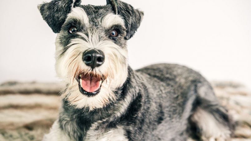 Schnauzer Miniatura: tamanho, preço, saiba tudo sobre a raça