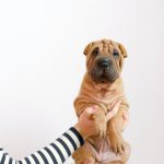 Shar-Pei: personalidade, expectativa de vida, filhote, saiba tudo!