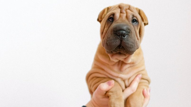 Shar-Pei: personalidade, expectativa de vida, filhote, saiba tudo!