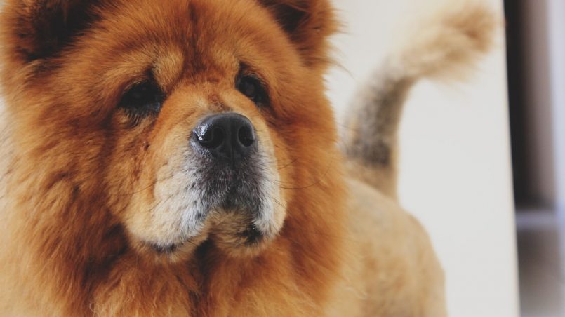 Chow Chow