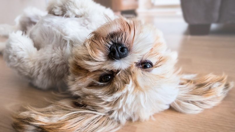 Lhasa Apso: tudo sobre a raça